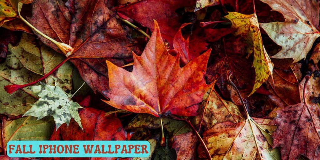 Fall iPhone Wallpaper